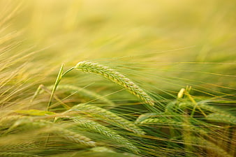 Close-up of green barley stalks in a sunny field