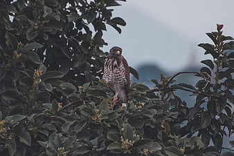 Hawk perched in tree with blurred background