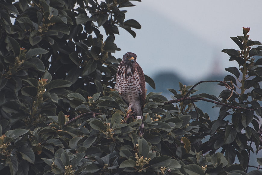 Hawk perched in tree with blurred background