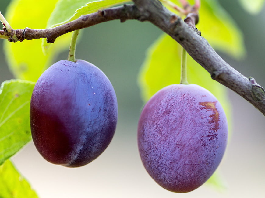Two ripe purple plums hanging on a tree branch