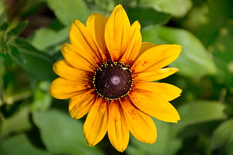 Close-up of a vibrant yellow Black-eyed Susan flower
