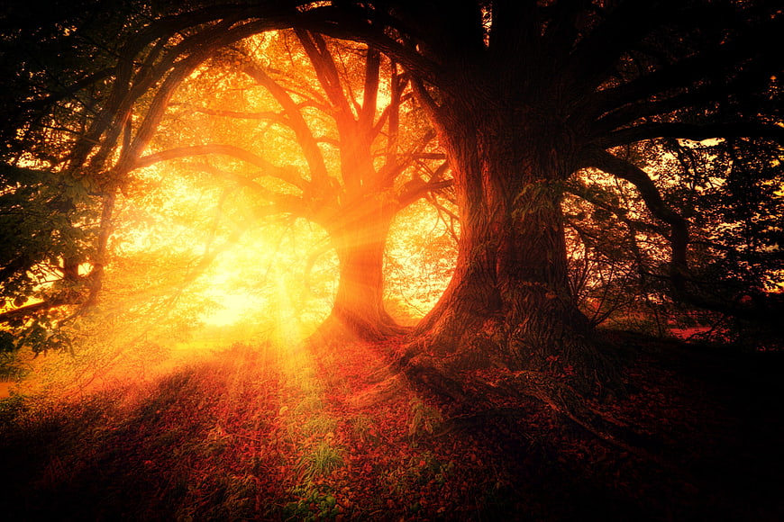 Mystical Forest with Golden Sunlight Through Ancient Trees