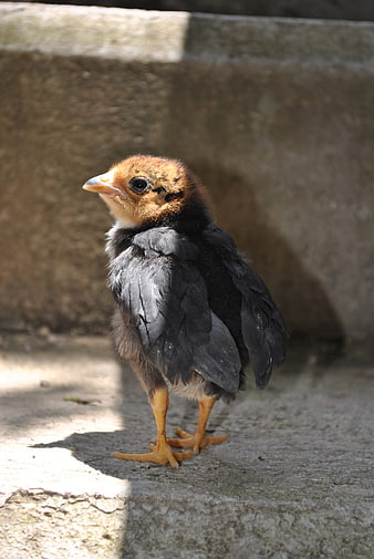 Cute baby chick standing on concrete step in sunlight