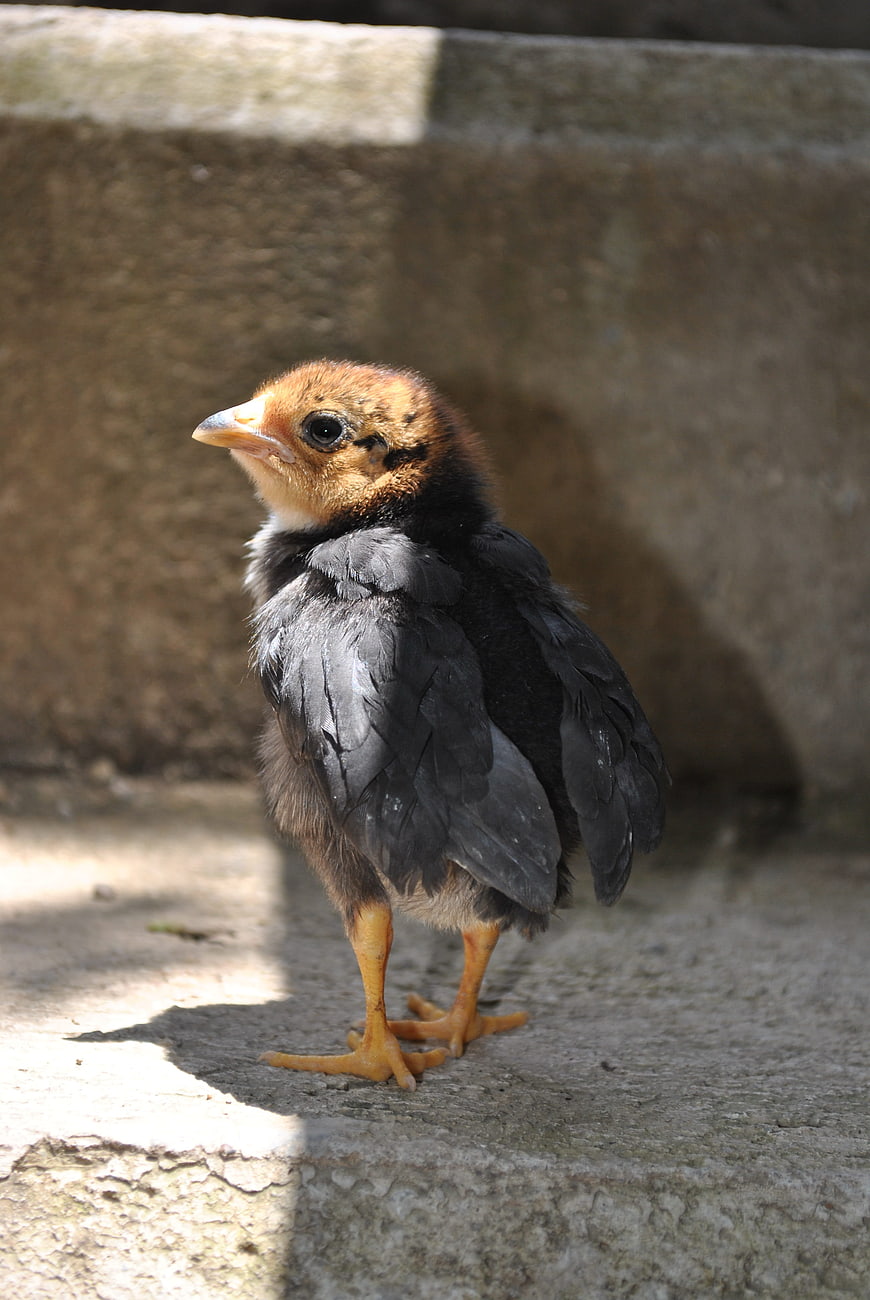 Cute baby chick standing on concrete step in sunlight
