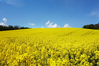 Vast Yellow Rapeseed Field Landscape Under Blue Sky