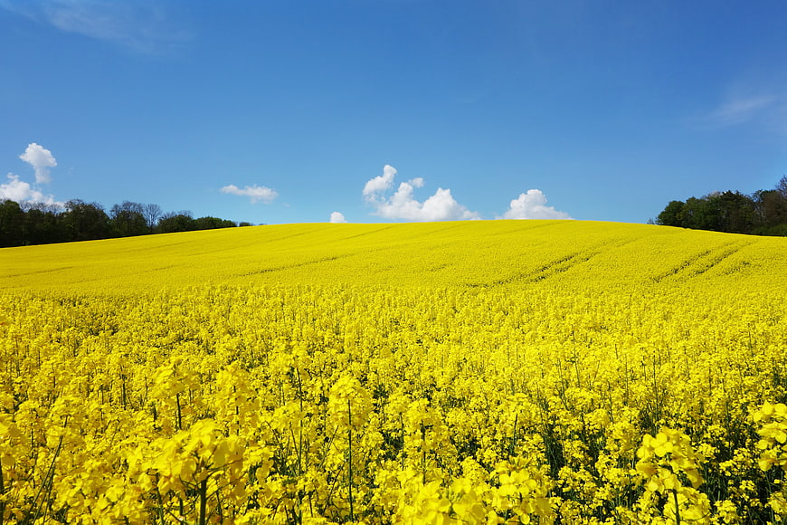Vast Yellow Rapeseed Field Landscape Under Blue Sky
