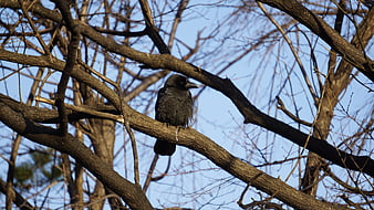 Black Crow Perched on Bare Tree Branch Against Blue Sky