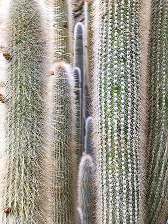 Close-up texture of hairy cactus spines and ribs
