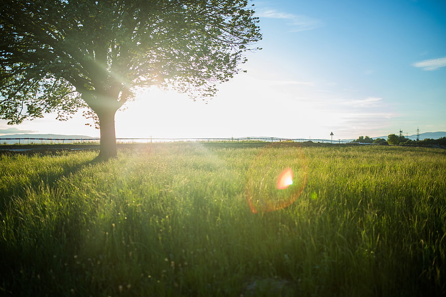 Sunlit Tree in Green Meadow with Lens Flare