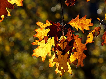 Golden Oak Leaves Backlit in Autumn Sunlight