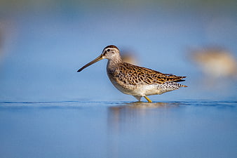 Long-billed Curlew Wading Bird in Shallow Blue Water