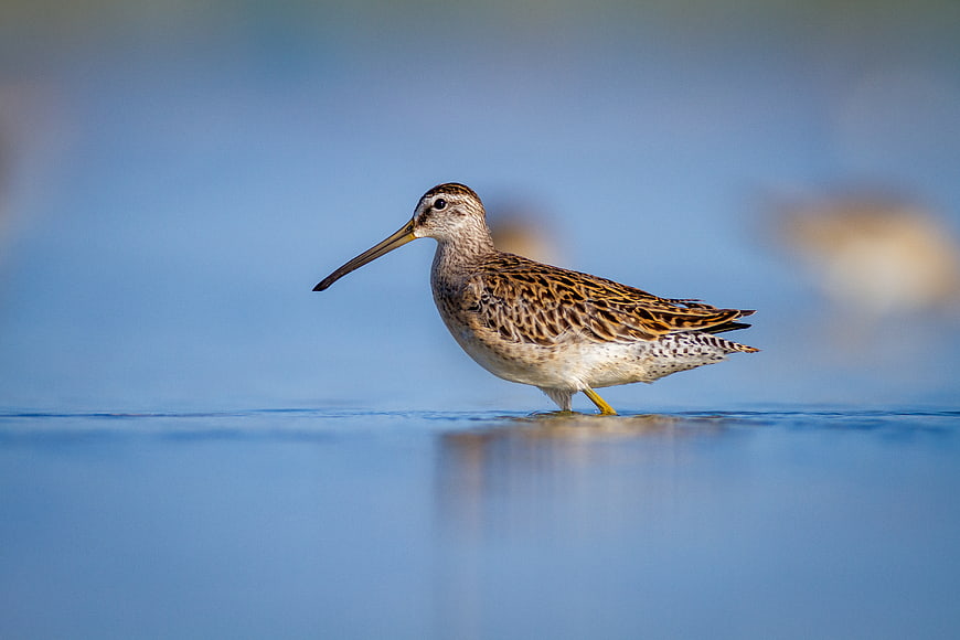 Long-billed Curlew Wading Bird in Shallow Blue Water