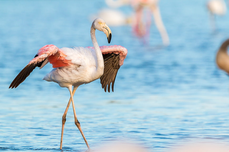 Pink Flamingo Spreading Wings in Blue Water