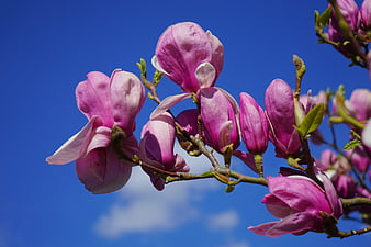 Pink Magnolia Blossoms Blooming Against A Clear Blue Sky