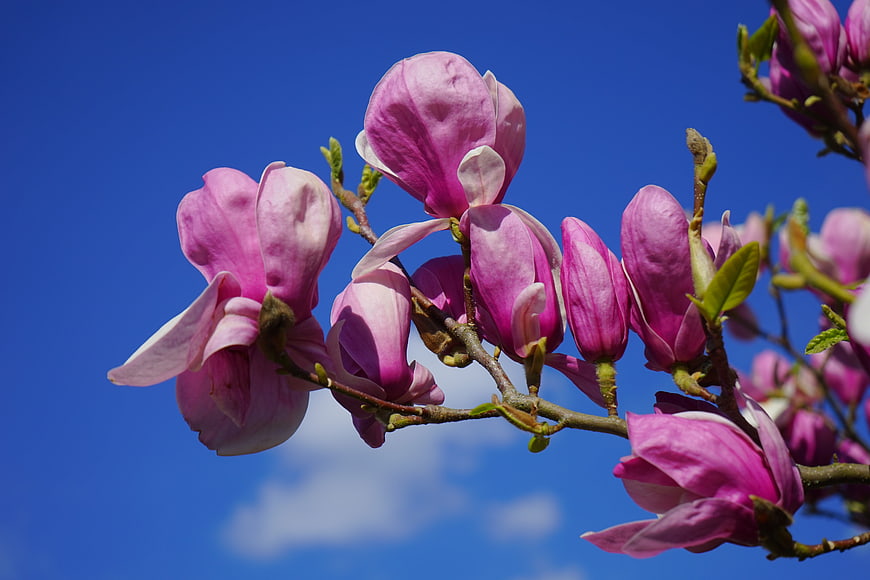 Pink Magnolia Blossoms Blooming Against A Clear Blue Sky