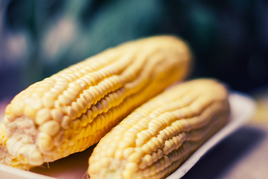 Close-up of two ears of yellow corn on the cob