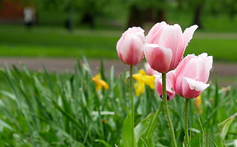 Pink Tulips with Raindrops in a Green Garden
