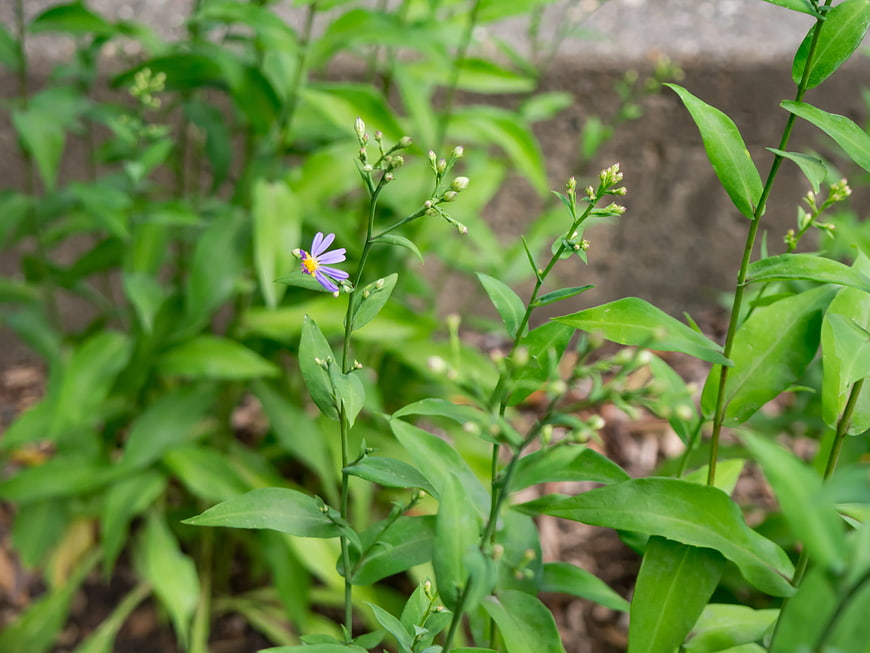 Small Purple Aster Flower in Green Garden