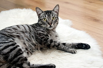 Gray Tabby Cat Lying on White Fluffy Rug