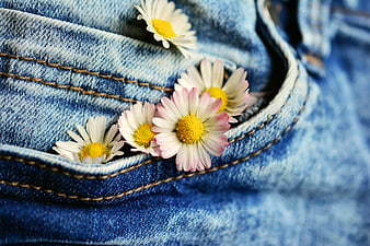Daisies In Blue Denim Pocket Close Up