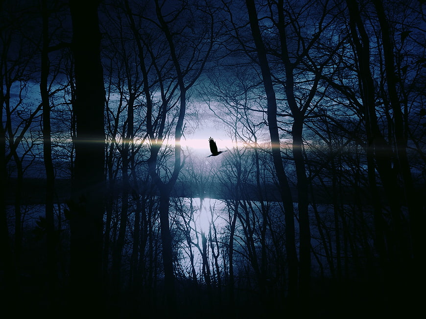 Silhouette of bird flying over misty lake at dusk