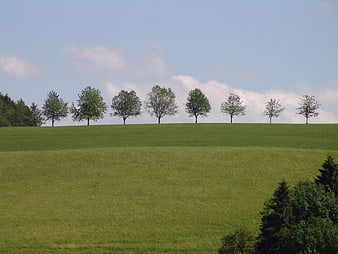 Row of trees on a green hill against blue sky