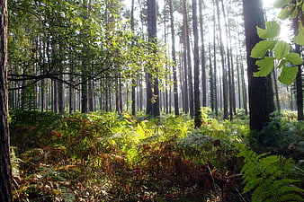 Sunlight streaming through tall pine trees in a lush green forest