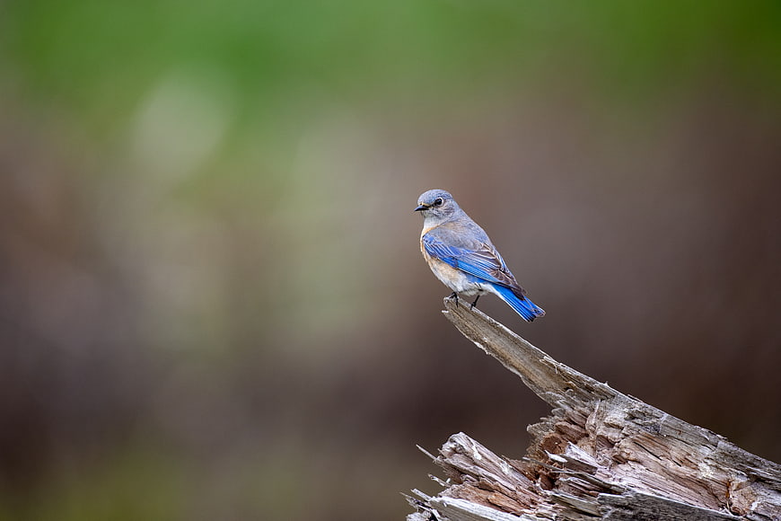 Mountain Bluebird Perched on Weathered Branch
