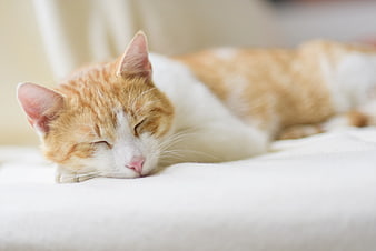 Sleeping Ginger and White Cat on White Blanket
