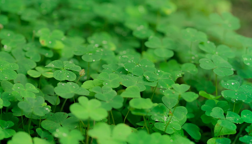 Close-up of green clover leaves with dewdrops in a meadow