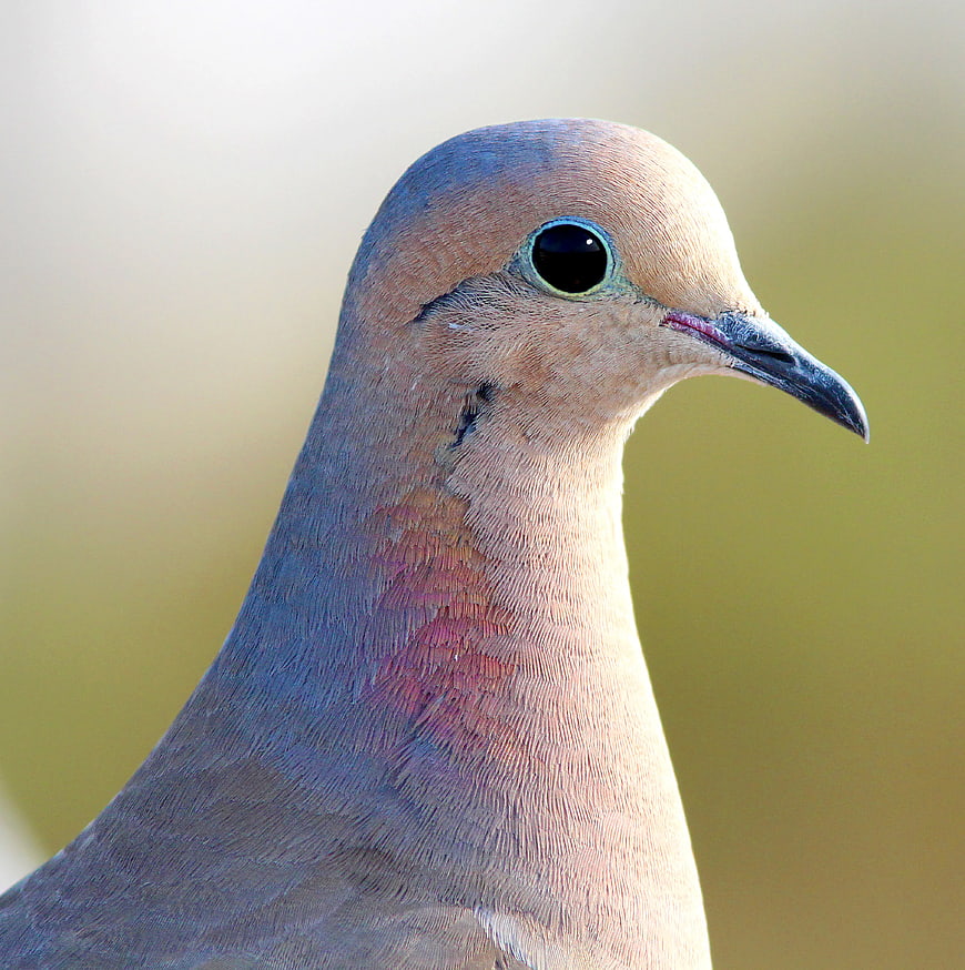 Close-up portrait of a Mourning Dove head