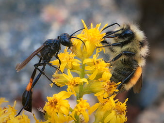 Close-up of a wasp and bumblebee on goldenrod flowers