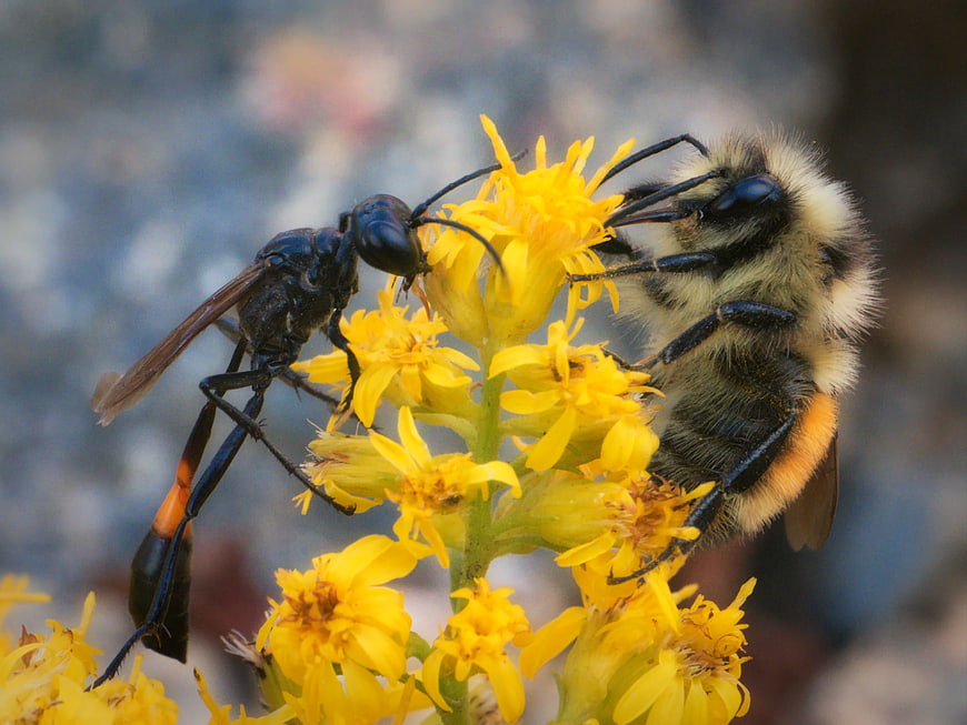 Close-up of a wasp and bumblebee on goldenrod flowers