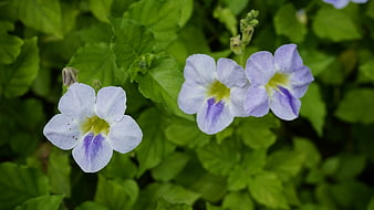 Close-up of delicate purple and white flowers with green leaves