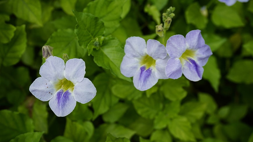 Close-up of delicate purple and white flowers with green leaves