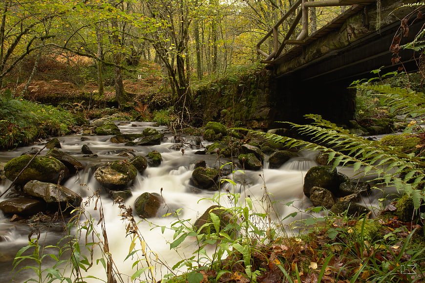 Long Exposure Forest Stream with Wooden Bridge