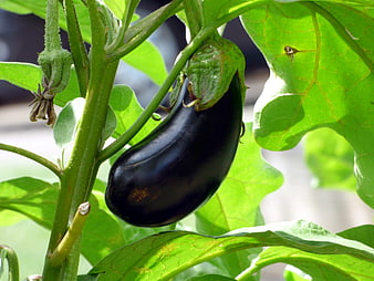 Ripe Purple Eggplant Hanging on Green Plant Stem
