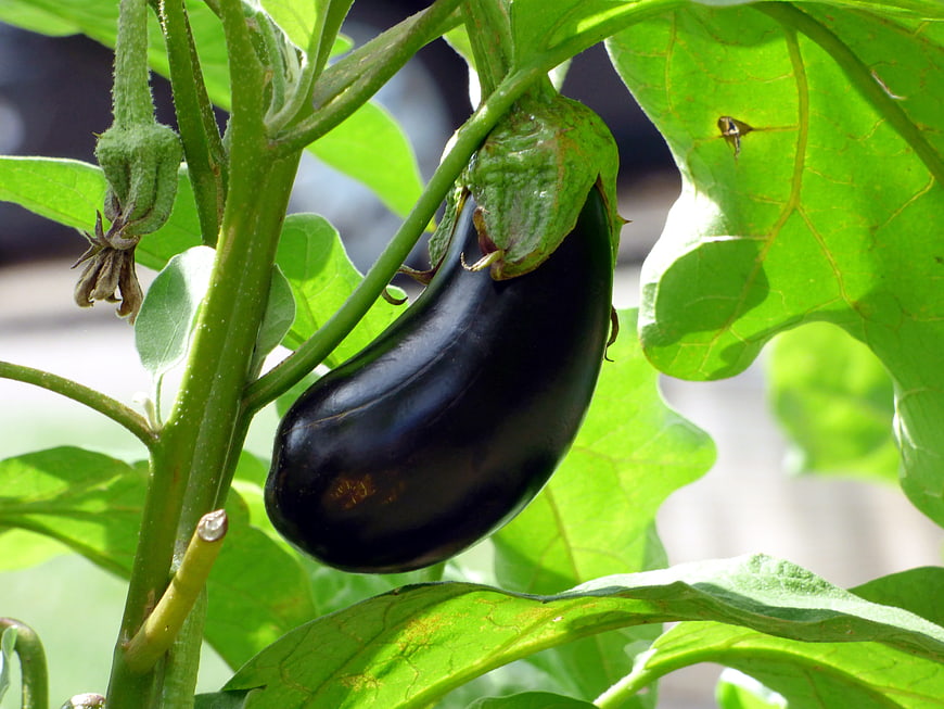 Ripe Purple Eggplant Hanging on Green Plant Stem