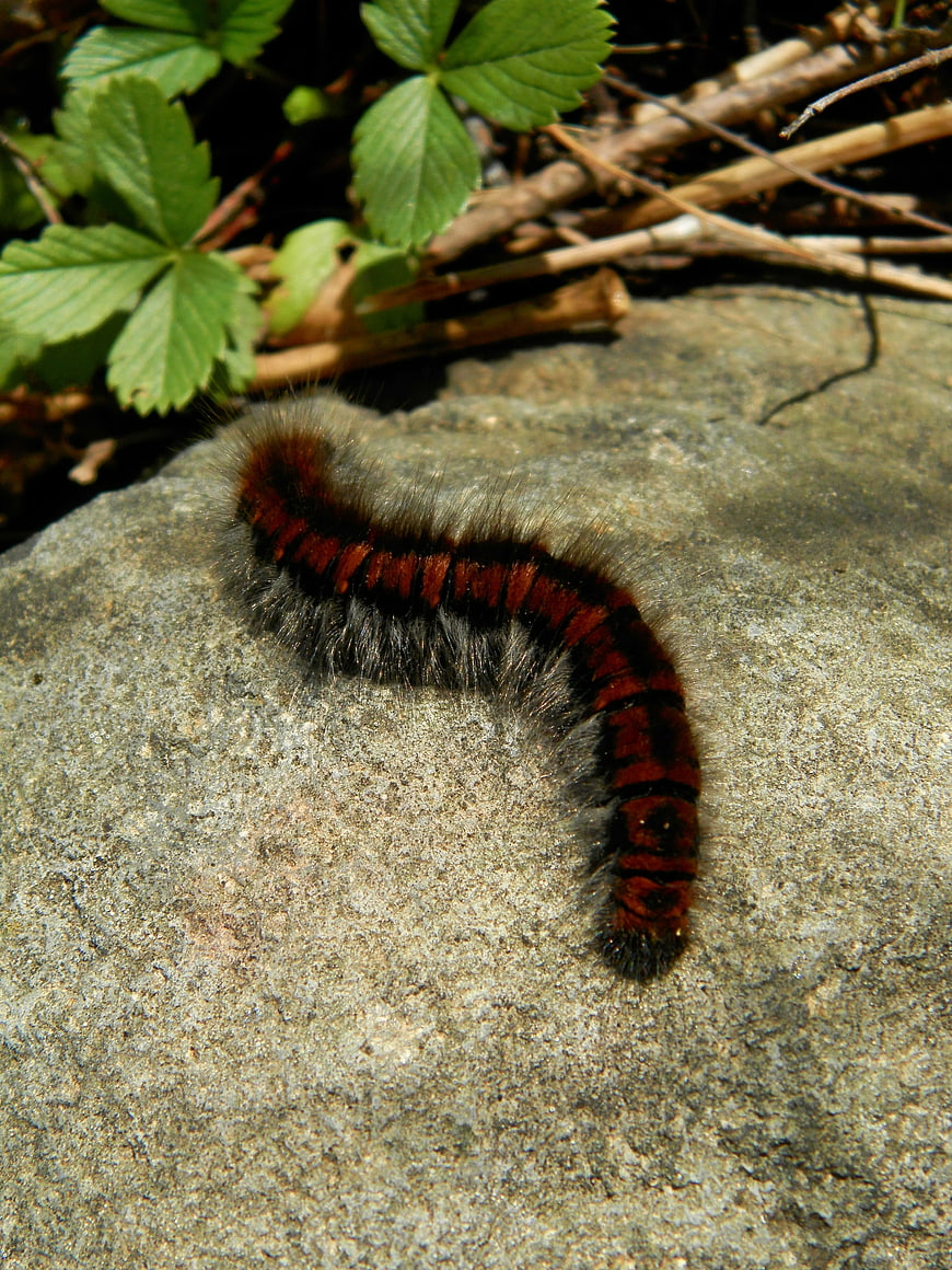 Fuzzy Woolly Bear Caterpillar on Rock