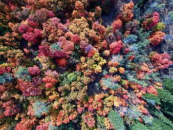 Aerial View of Vibrant Autumn Forest Canopy