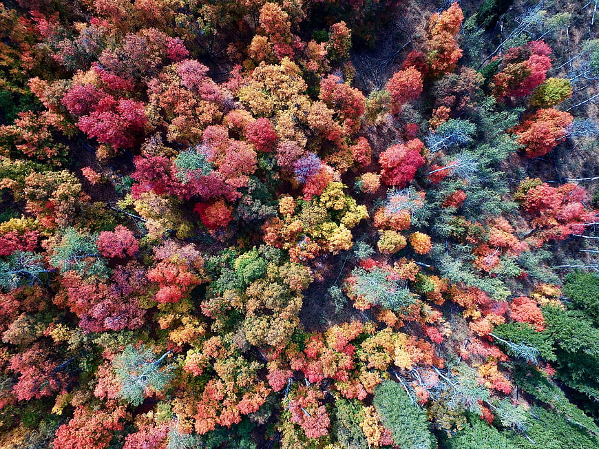 Aerial View of Vibrant Autumn Forest Canopy
