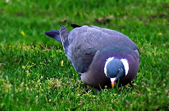 Band-tailed pigeon foraging on green grass
