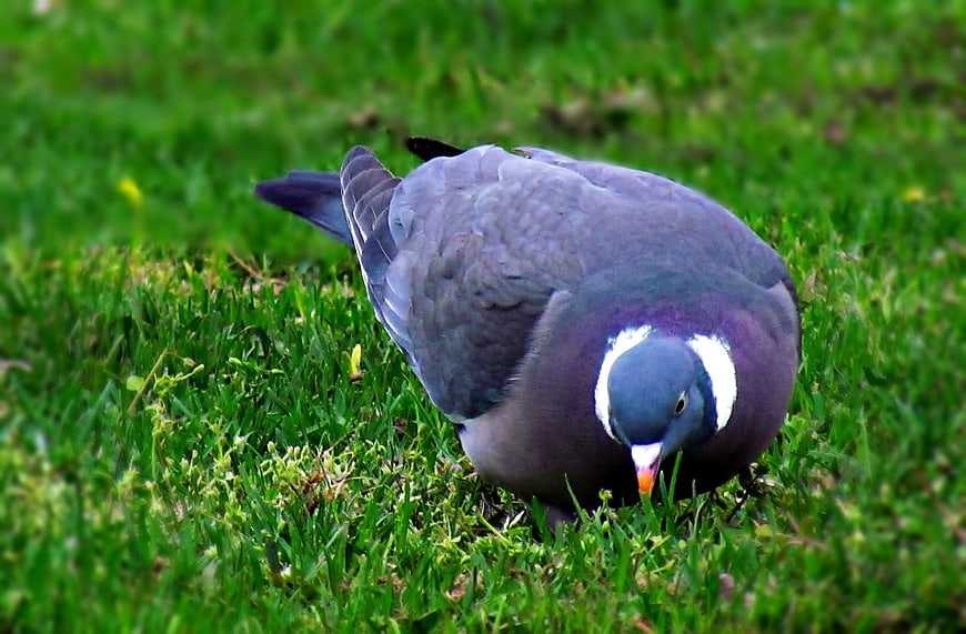 Band-tailed pigeon foraging on green grass