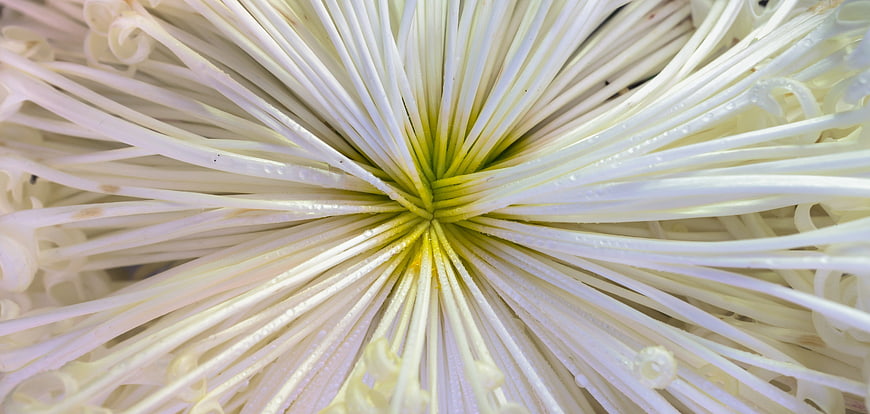 Macro Close-Up of White Chrysanthemum Flower Center
