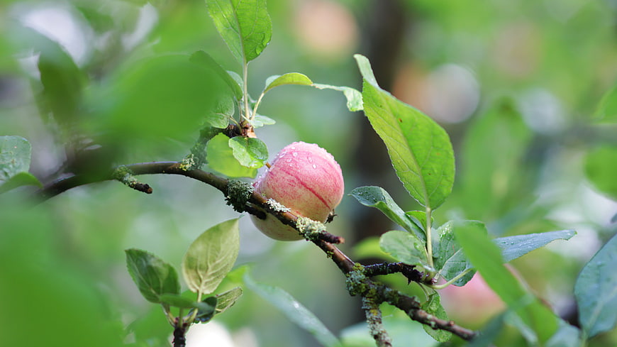 Fresh Red Apple with Water Droplets on Tree Branch