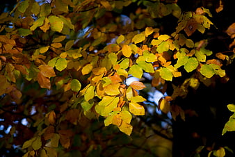 Sunlit yellow and green autumn leaves on tree branches