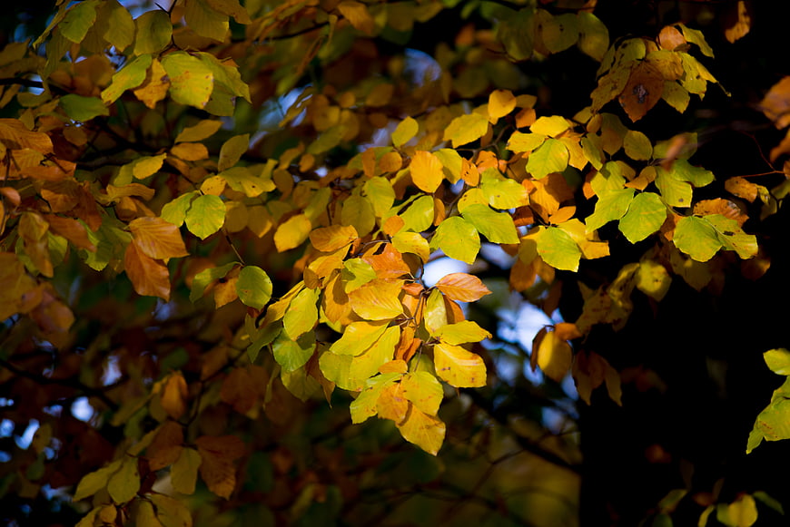 Sunlit yellow and green autumn leaves on tree branches