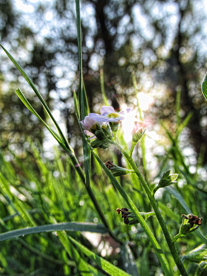 Delicate Purple Flower Backlit by Sunlight in Green Grass
