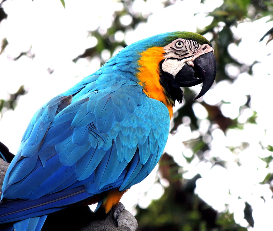 Blue and Yellow Macaw Perched on Branch