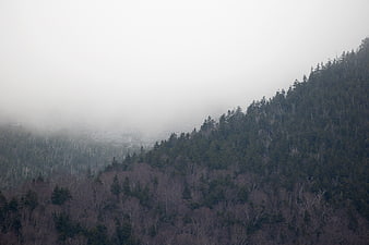 Misty Mountain Forest Landscape with Foggy Slopes